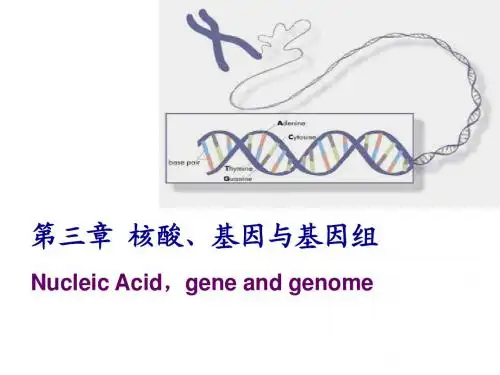 nucleic acid 核酸的结构与功能