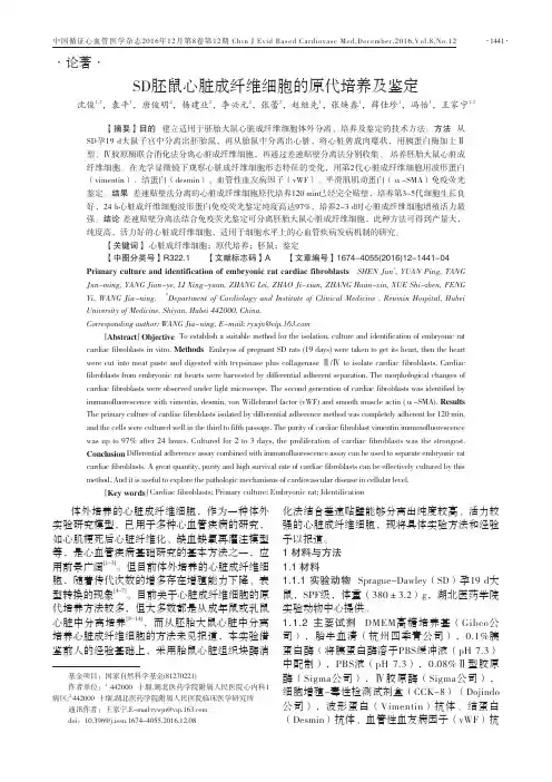 SD胚鼠心脏成纤维细胞的原代培养及鉴定