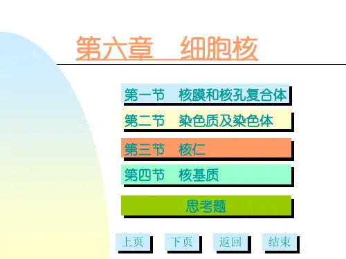 07第六章细胞核多媒体