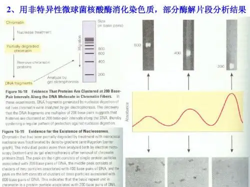 细胞核与染色体5