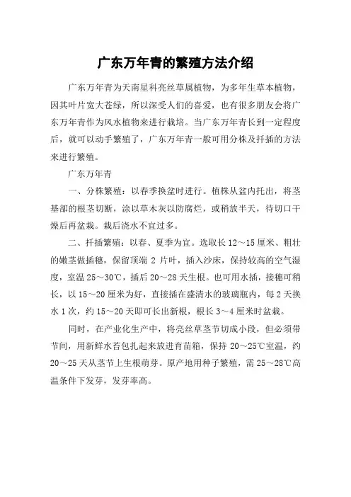 广东万年青的繁殖方法介绍