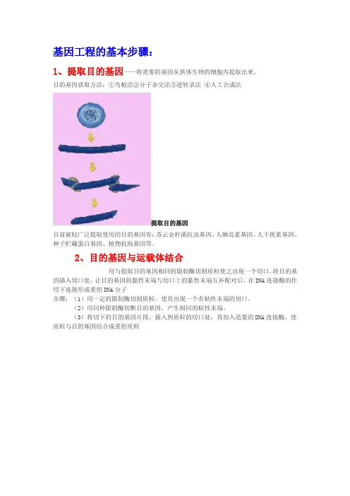 基因工程的基本步骤 2