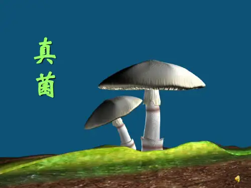 真菌PPT课件