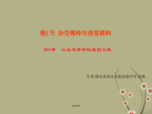 人教版高中生物必修2第6章 从杂交育种到基因工程第1节 杂交育种与诱变育种课件(2)