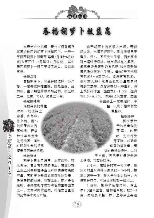 春播胡萝卜效益高