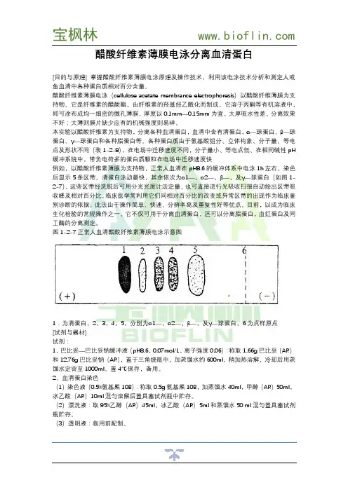 醋酸纤维素薄膜电泳分离血清蛋白