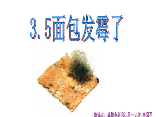 四年级下册面包发霉了