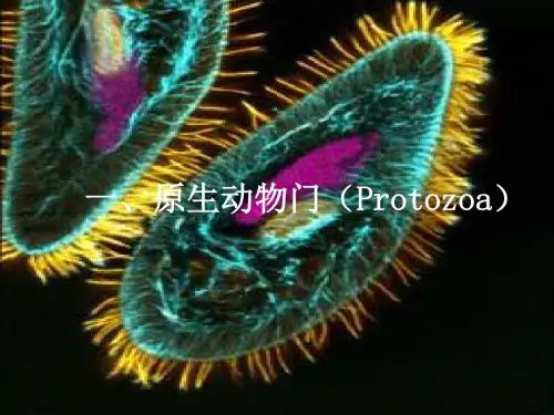 原生动物