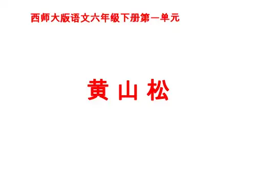六年级语文黄山松