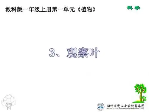 一上一3观察叶
