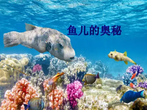 4.鱼儿的奥秘