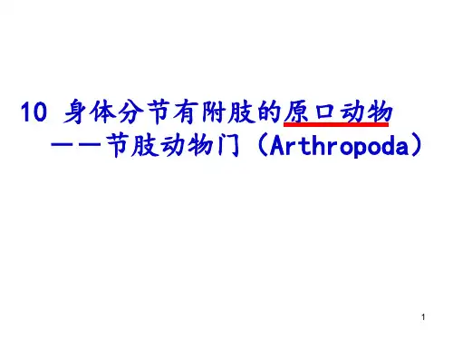 节肢动物门