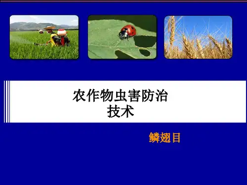蛾类触角丝状