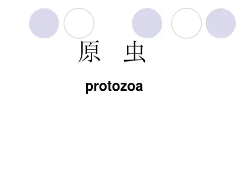 阿米巴课件