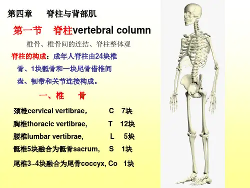 人体形态学 脊柱与背部肌(课件)_PPT幻灯片
