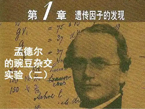 高中生物必修二 1.2孟德尔的豌豆杂交实验(二)