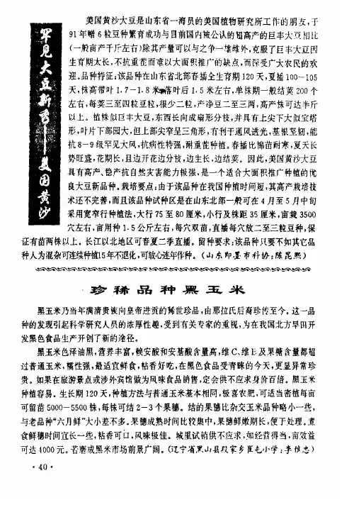珍稀品种黑玉米