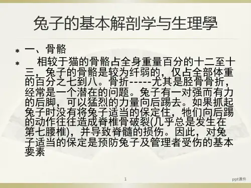 兔子的基本解剖学与生理学  ppt课件