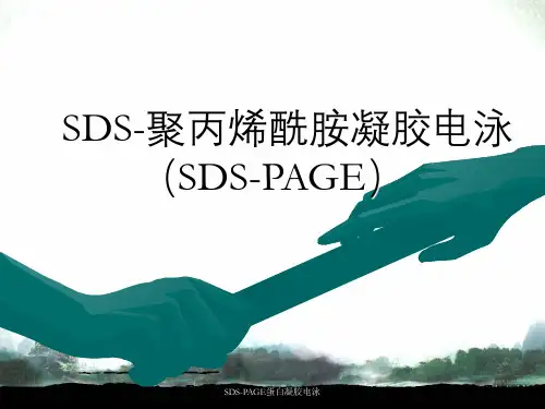 SDS-PAGE蛋白凝胶电泳