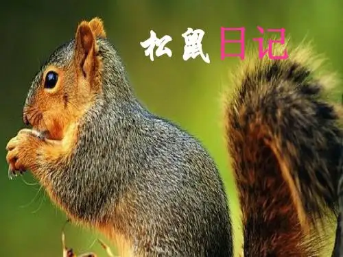 12、《松鼠日记》_松鼠日记课件
