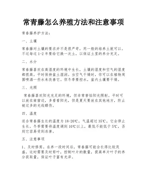 常青藤怎么养殖方法和注意事项