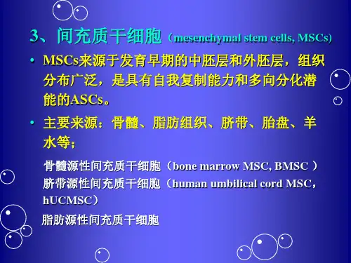 间充质干细胞