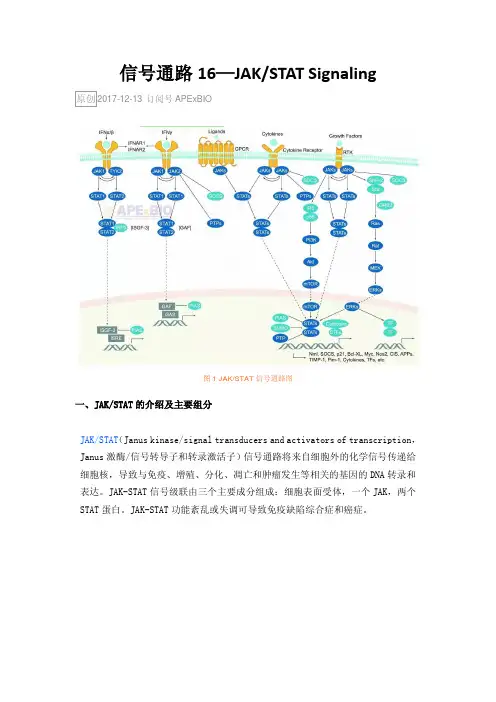 信号通路16—JAKSTAT Signaling