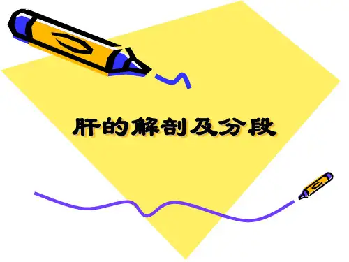 肝的解剖及分段