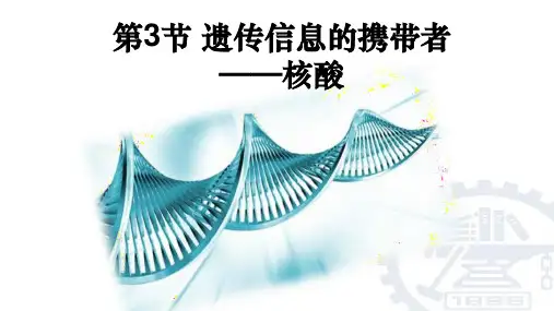 人教版生物必修一2.3  遗传信息的携带者——核酸课件
