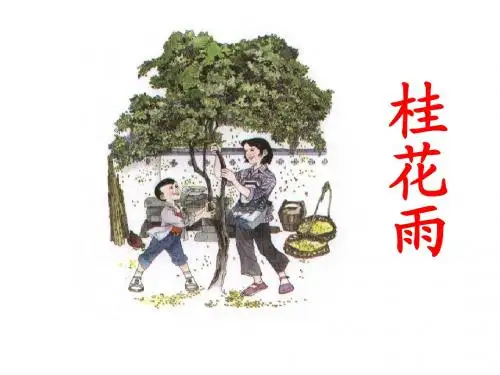 马莉莎《桂花雨》ppt课件1