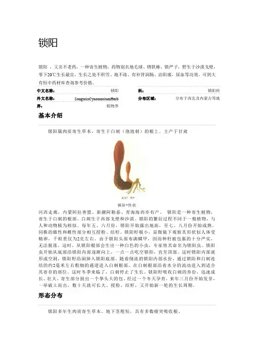 锁阳