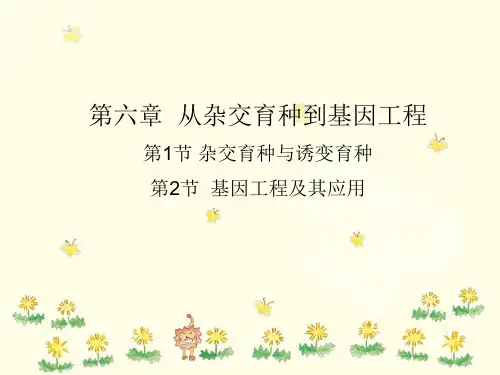 人教版高中生物必修二第六章 复习课件