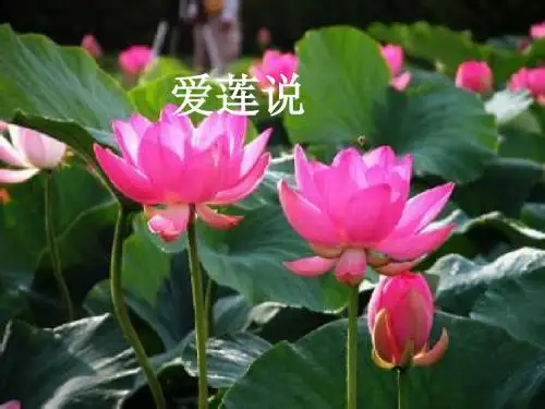 中学语文教学课件_爱莲说