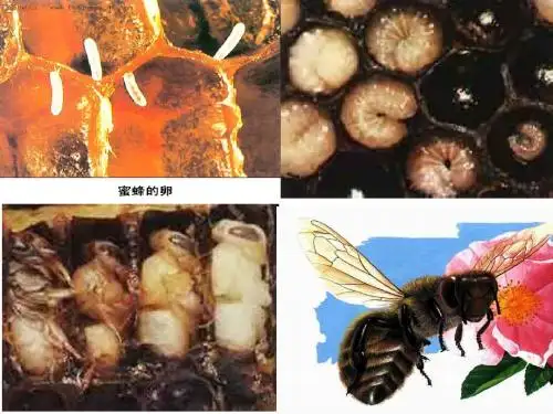 鲁教版《蜜蜂》ppt课件
