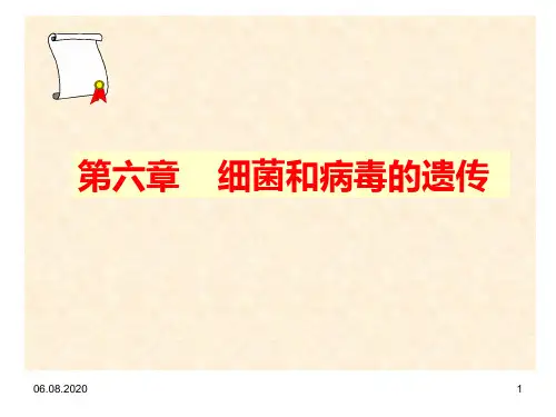 第六章 细菌和病毒的遗传PPT课件