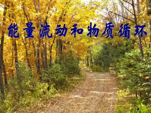 浙教版高中生物课件：《能量流动和物质循环》课件