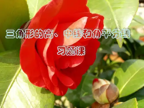 9.1.4三角形的高、中线、角平分线--习题课