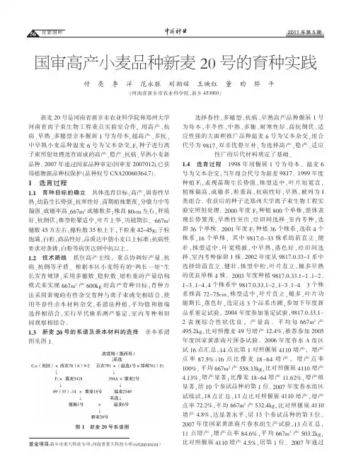国审高产小麦品种新麦20号的育种实践
