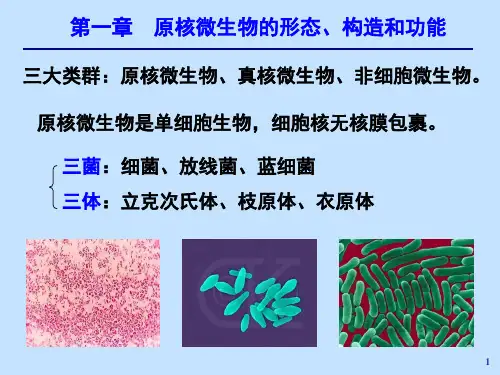3-细菌演示课件