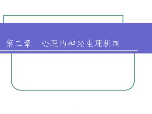 第二章安全心理学 心理的神经生理机制