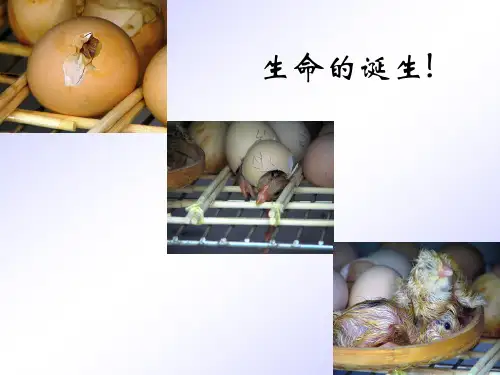 短文两篇(整理版)