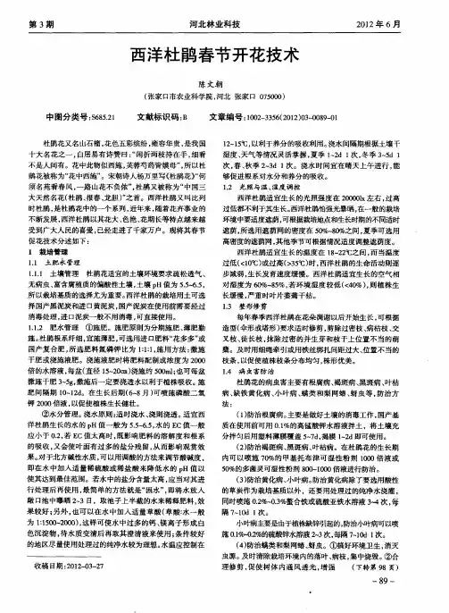 西洋杜鹃春节开花技术