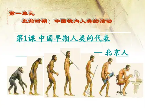 七年级上册历史《中国早期人类的代表——北京人》