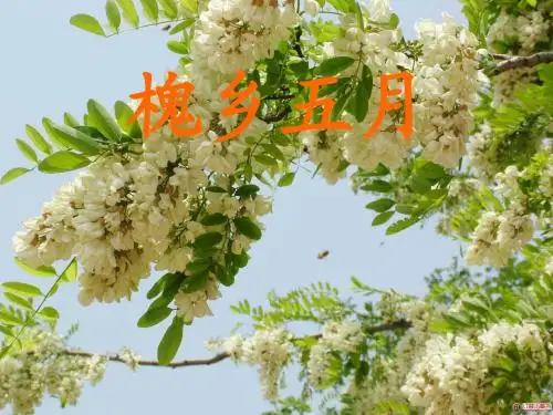苏教版小学语文三年级下册《槐乡五月》课件