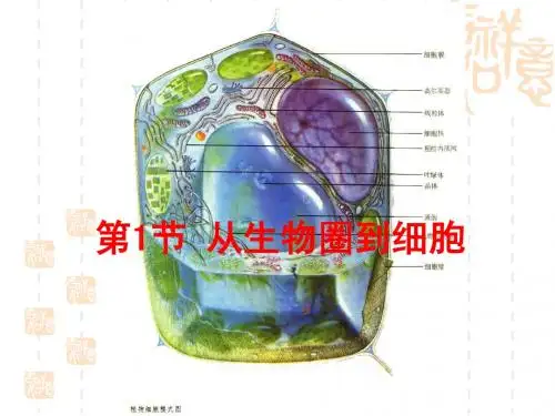 人教版教学课件山东省冠县一中高一生物必修一《11从生物圈到细胞》课件