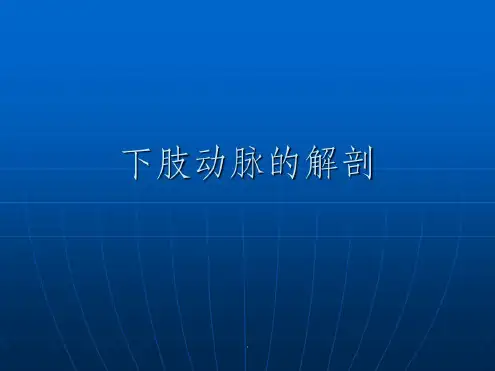 下肢动脉解剖