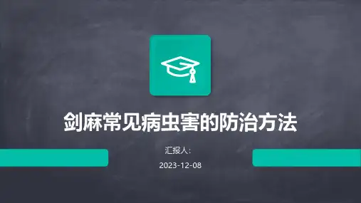 剑麻常见病虫害的防治方法