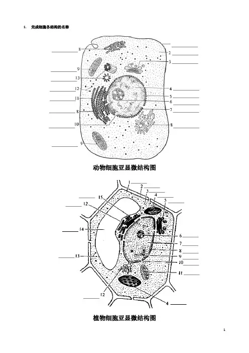 高中生物动植物细胞模式图及细胞结构的比较