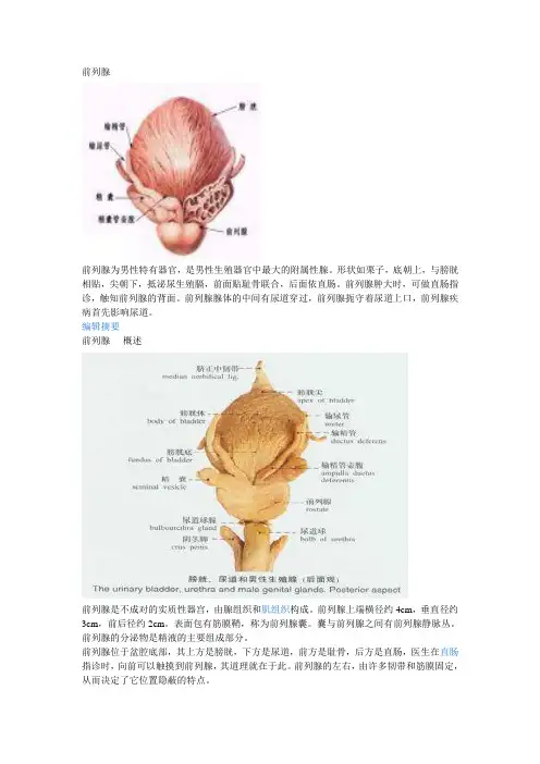 前列腺