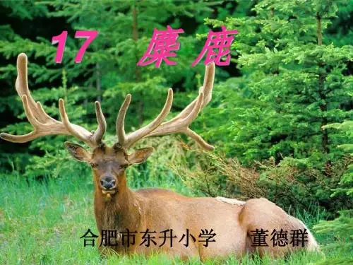 麋鹿公开课课件